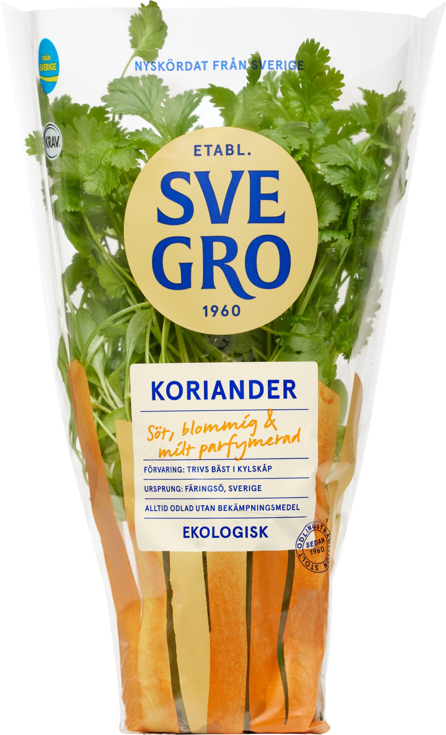 Koriander kruka