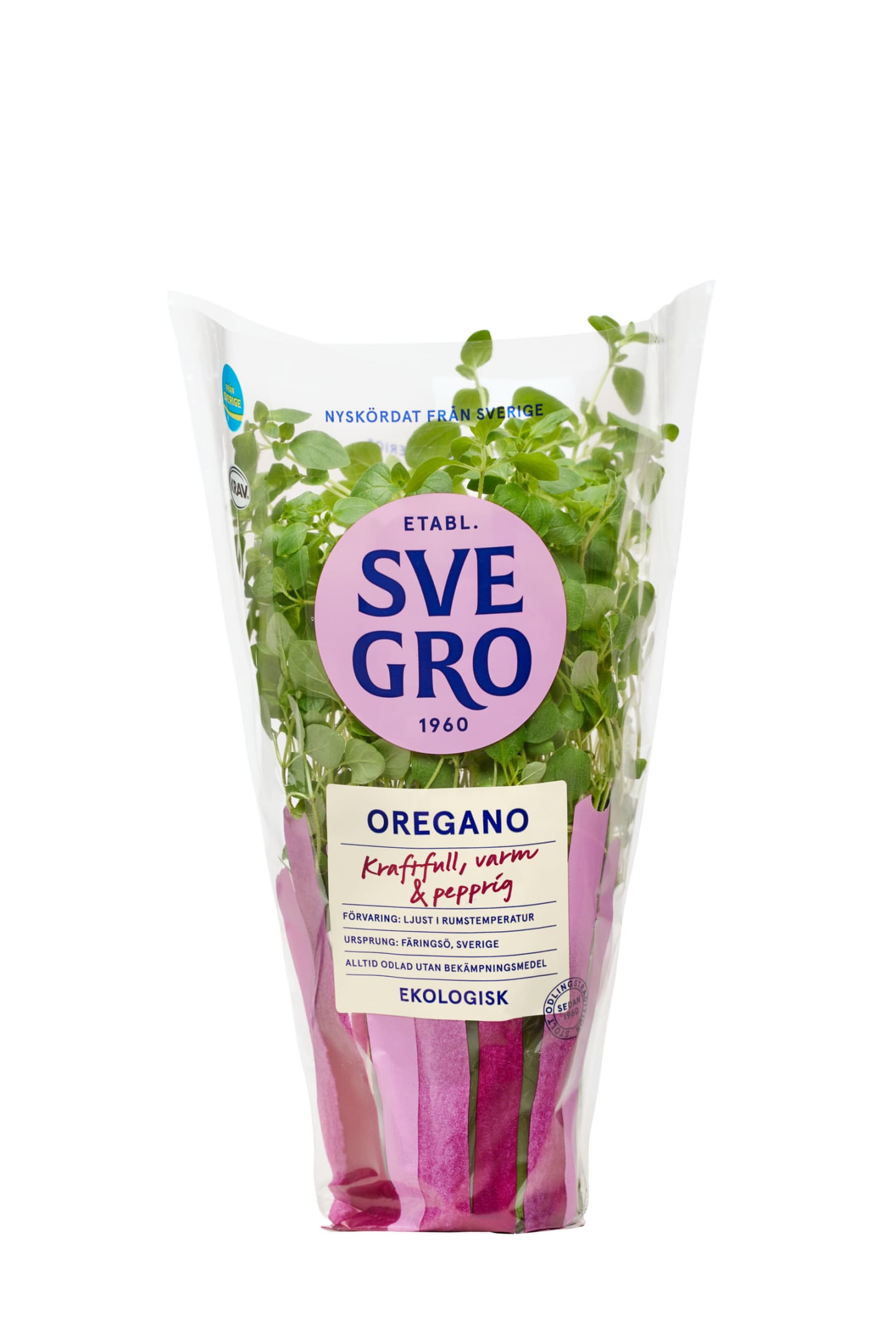 Oregano kruka