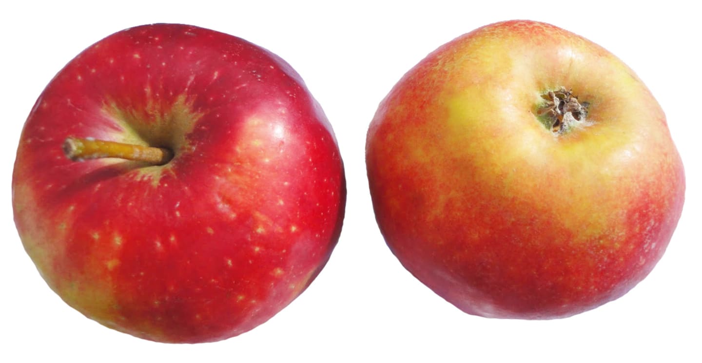 Äpple Elise