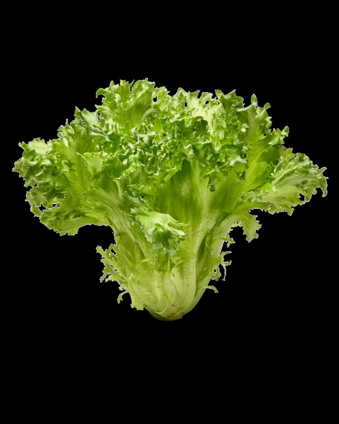 Sallad Crisp flow