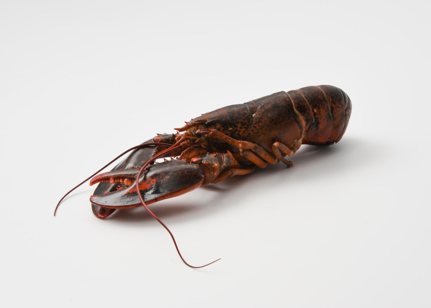Hummer hel rå nät MSC 400-450g