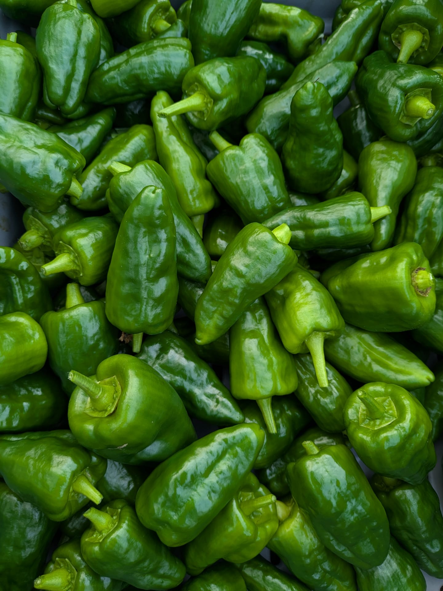 Padron